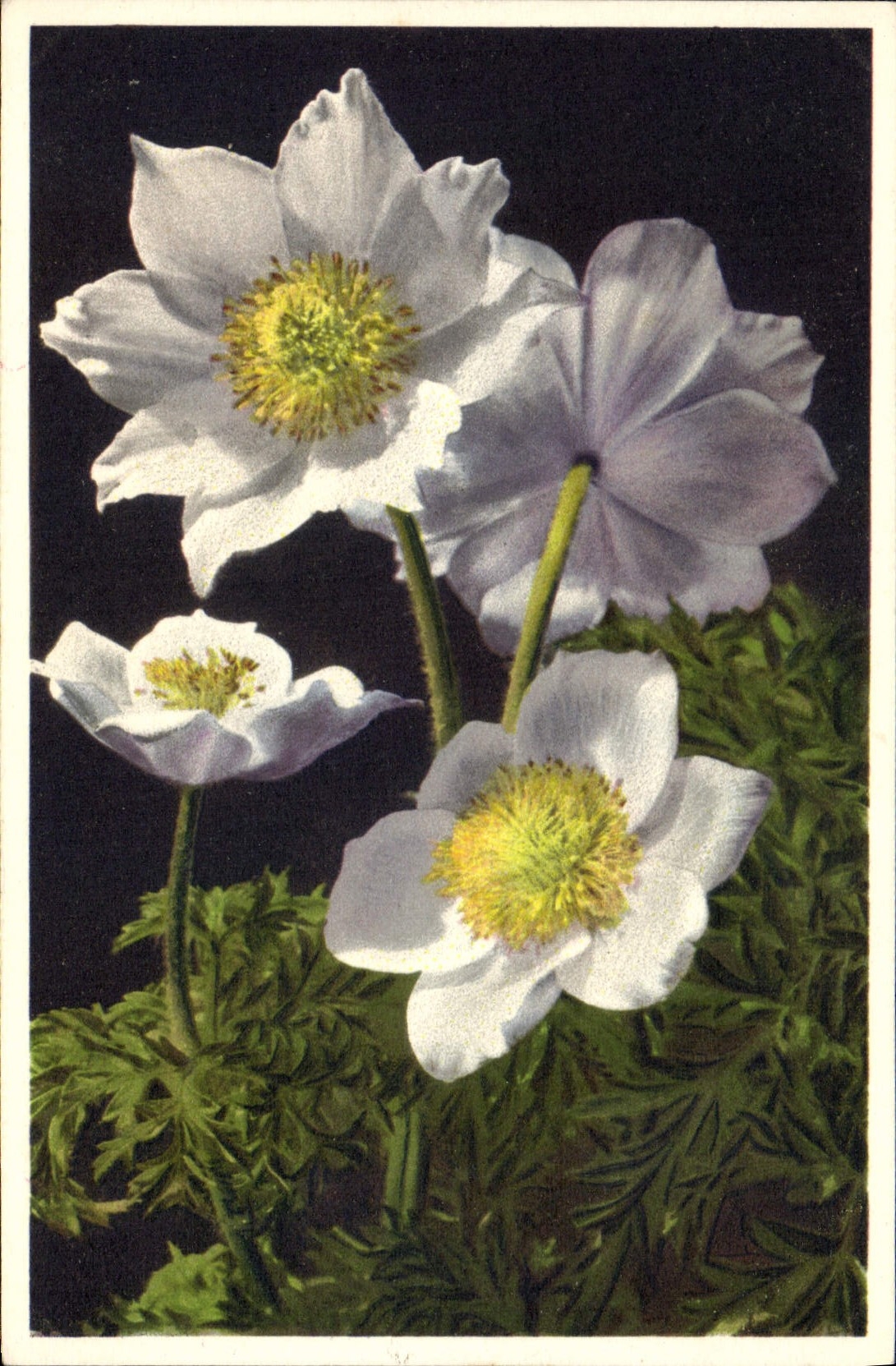 CPA Fantaisie Fleurs Anemone des Alpes