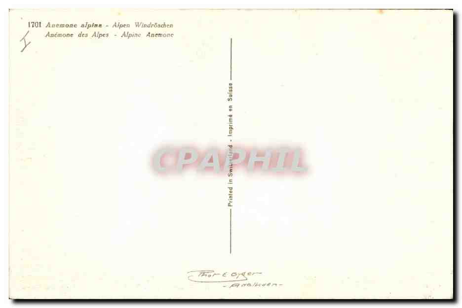 CPA Fantaisie Fleurs Anemone des Alpes — Verso
