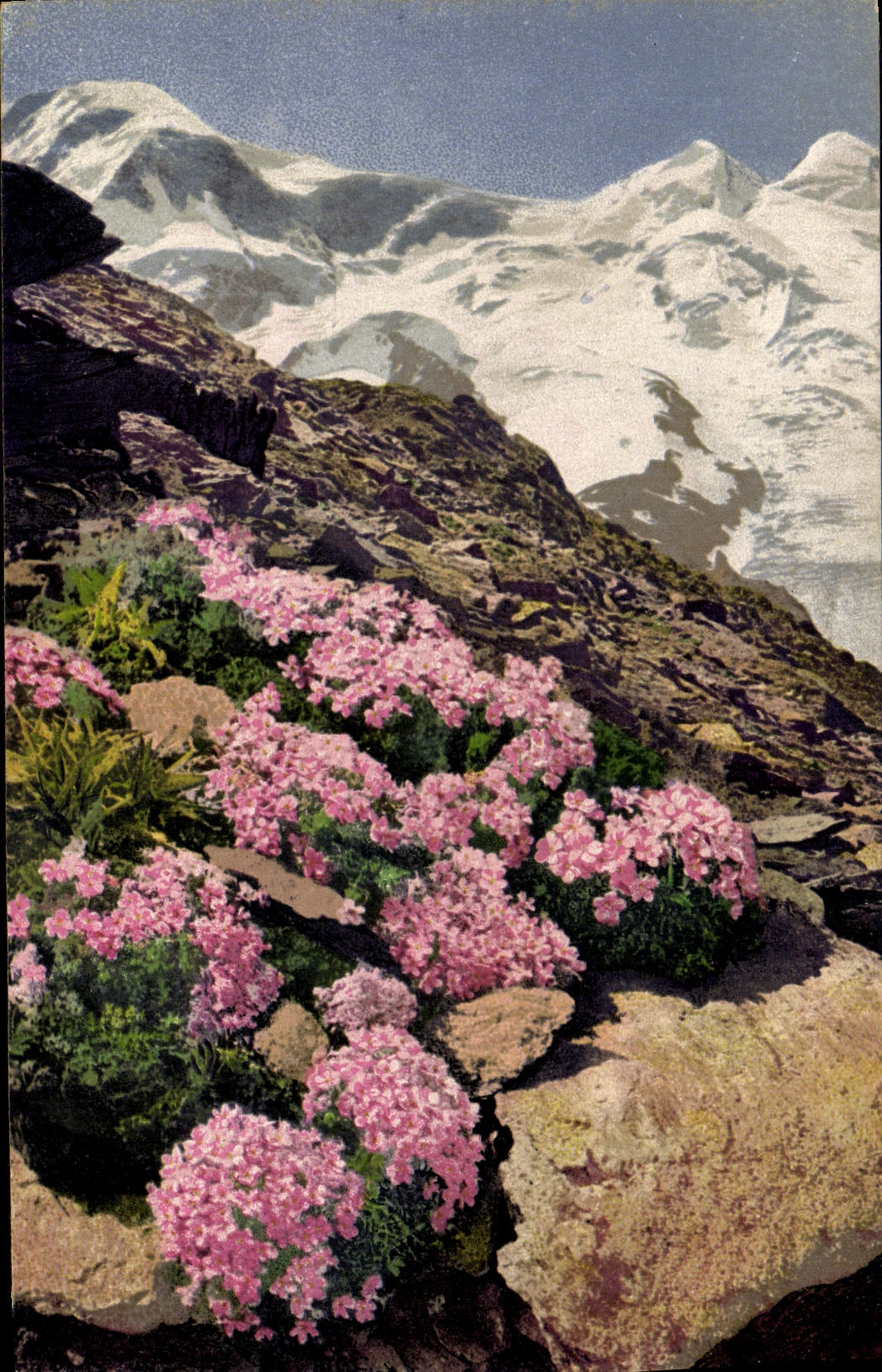 CPA Fantaisie Fleurs Androsace glacialis