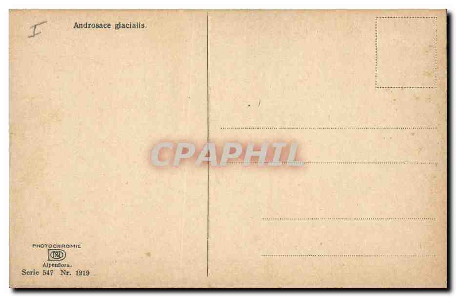 CPA Fantaisie Fleurs Androsace glacialis — Verso
