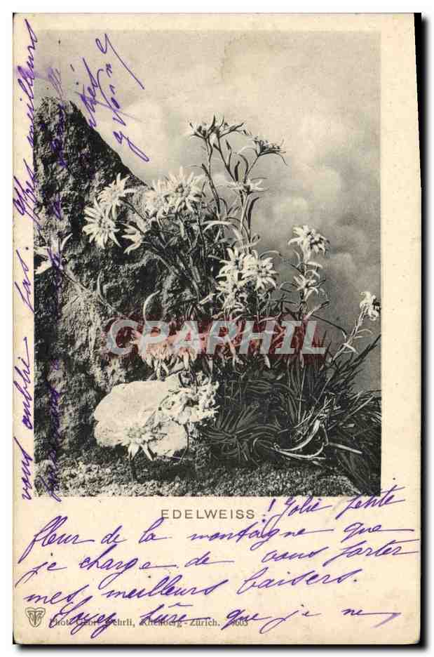 CPA Fantaisie Fleurs Edelweiss