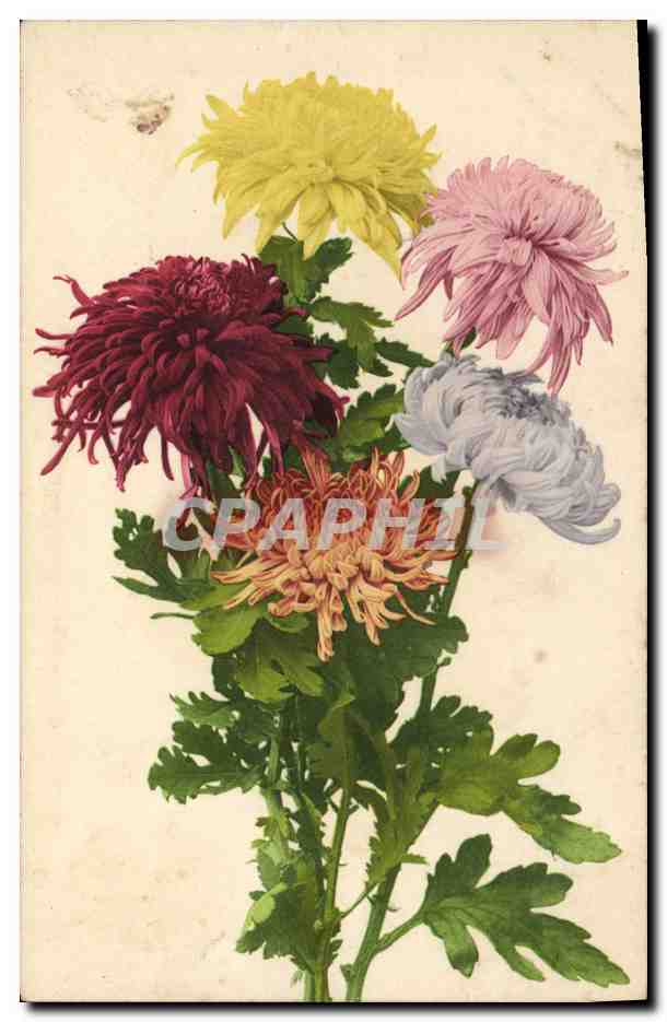 CPA Fantaisie Fleurs 