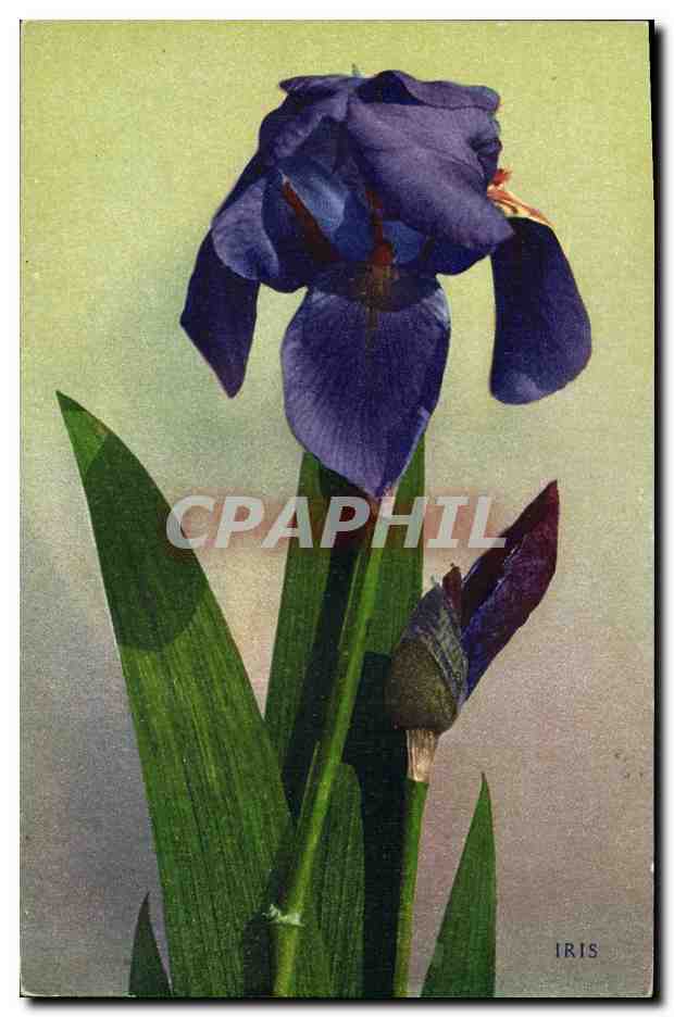 CPA Fantaisie Fleurs Iris