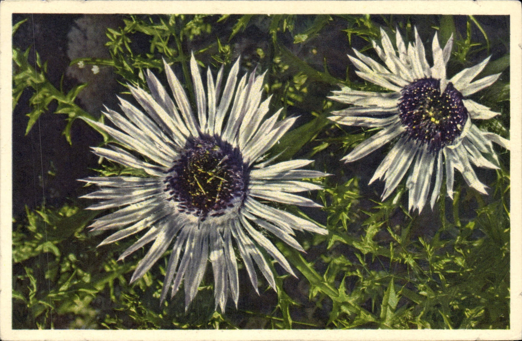CPA Fantaisie Fleurs Chardon d'argent