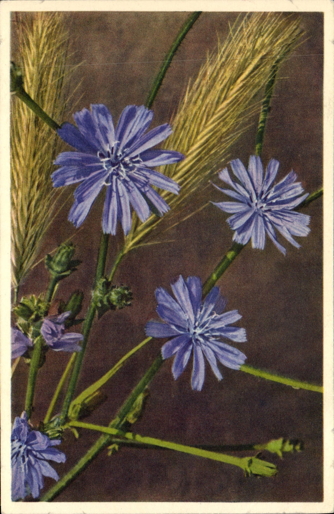 CPA Fantaisie Fleurs Cichorium Intybus