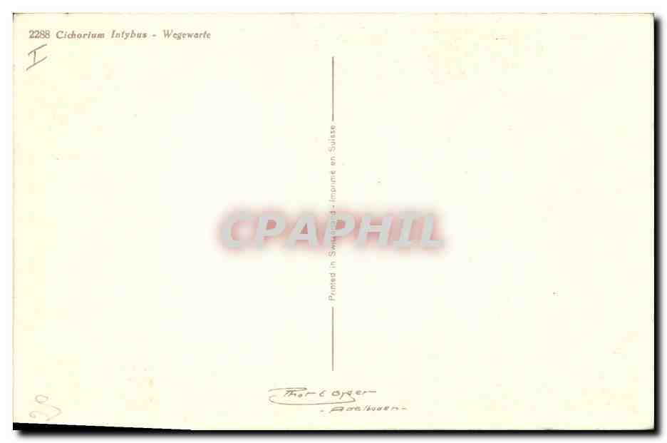 CPA Fantaisie Fleurs Cichorium Intybus — Verso