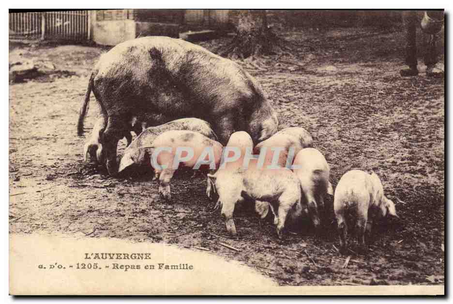 CPA Cochon Porc Auvergne Repas en famille 
