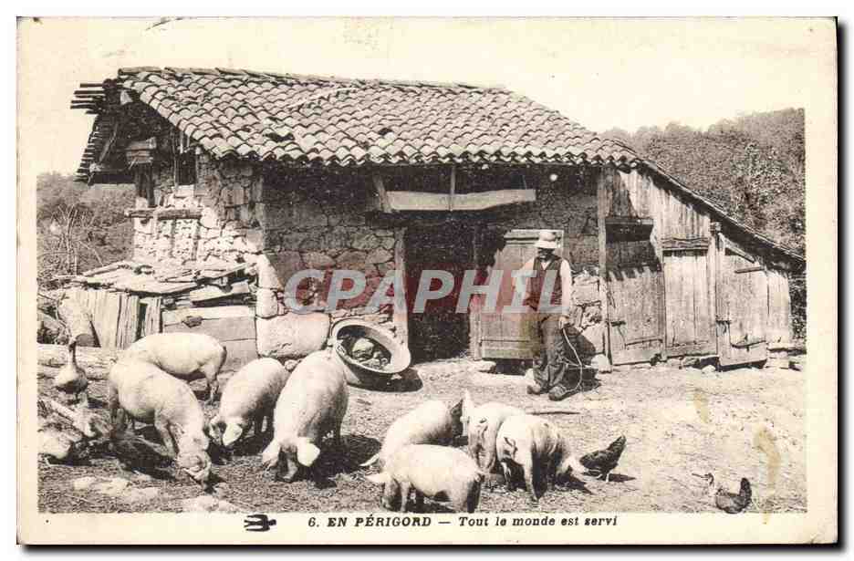 CPA Cochon Porc En Perigord Tout le monde est servi