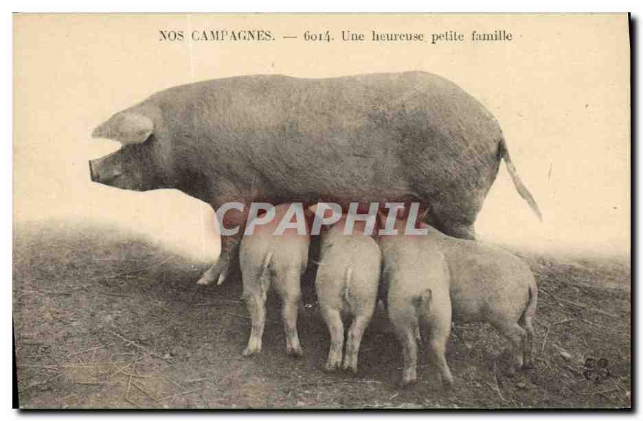 CPA Cochon Porc Nos campagnes Une heureuse petite famille