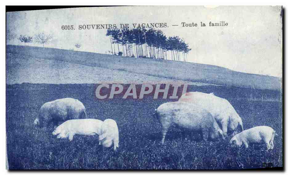 CPA Cochon Porc Toute la famille