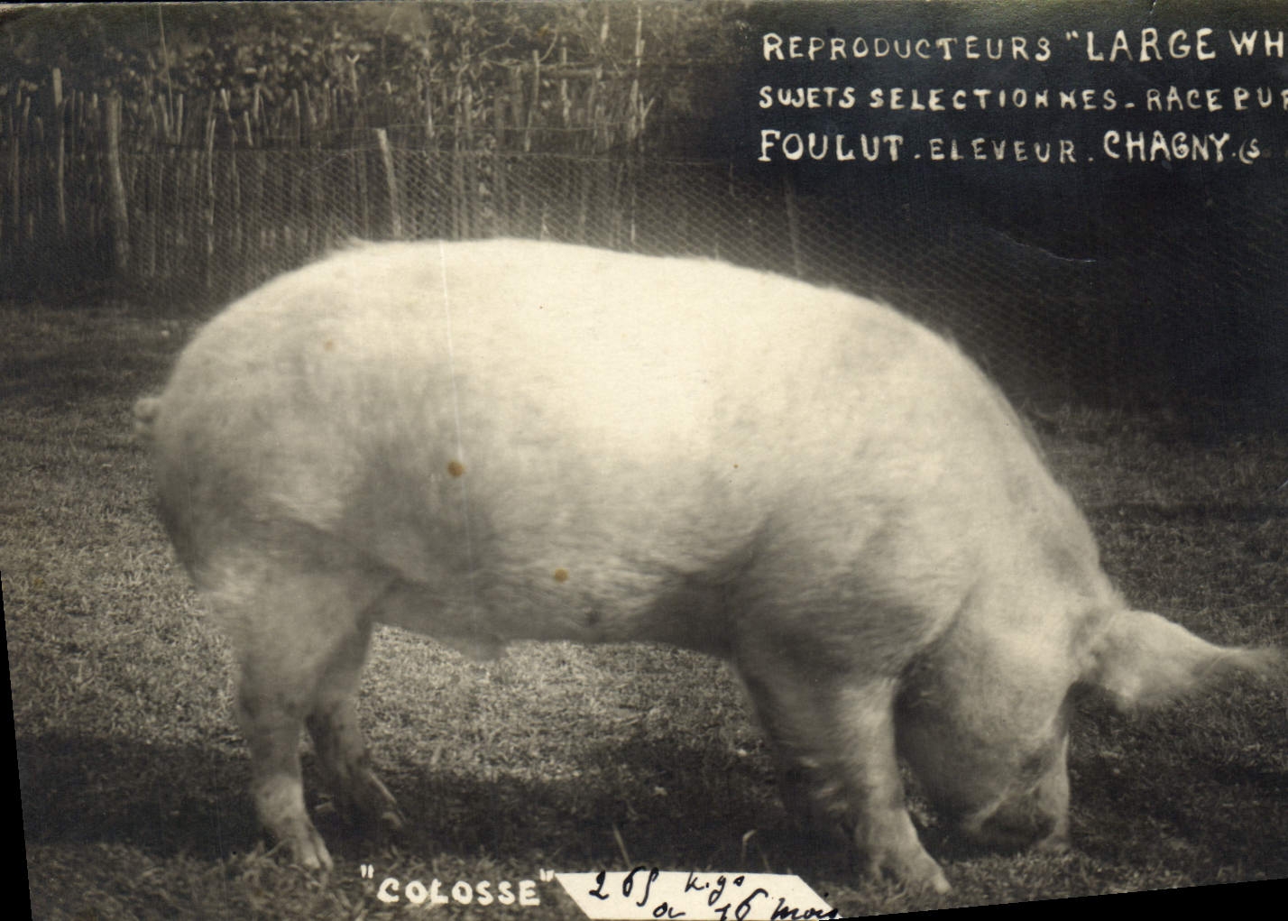 Porc