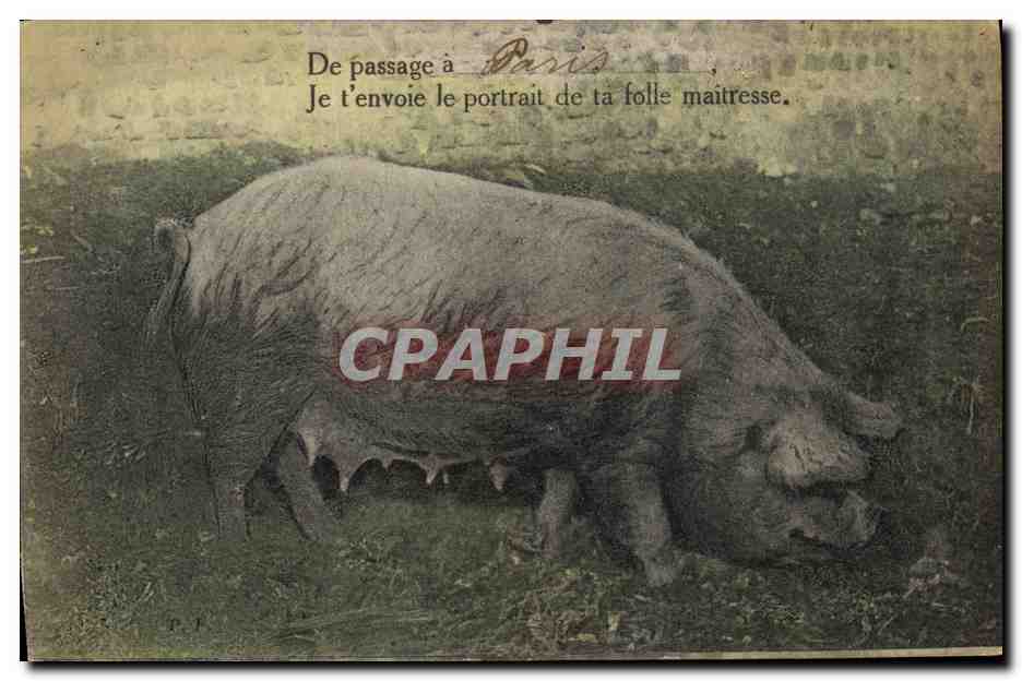 CPA Cochon Porc De passage a Paris je t'envoie le portrait de ta folle maitresse