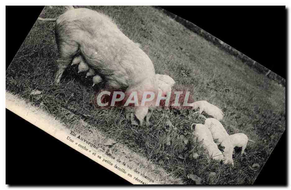 CPA Cochon Porc En Auvergne Scene de la vie des champs Une coche et sa petite famille en excursion