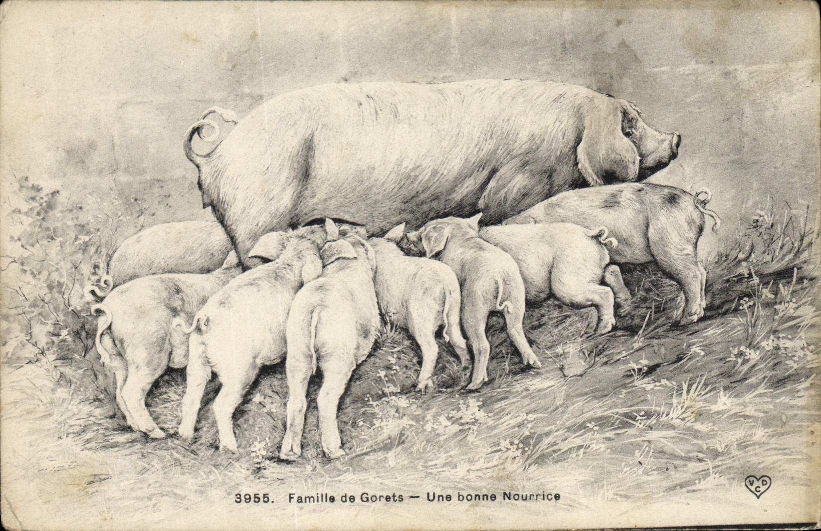 CPA Cochon Porc Famille de gorets Une bonne nourrice