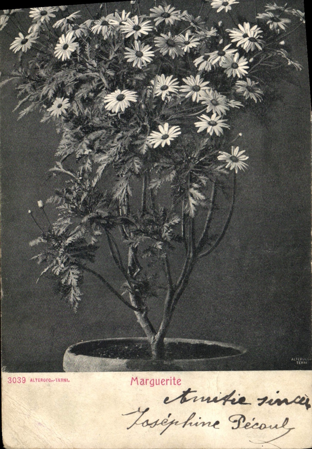 CPA Fantaisie Fleurs Marguerite