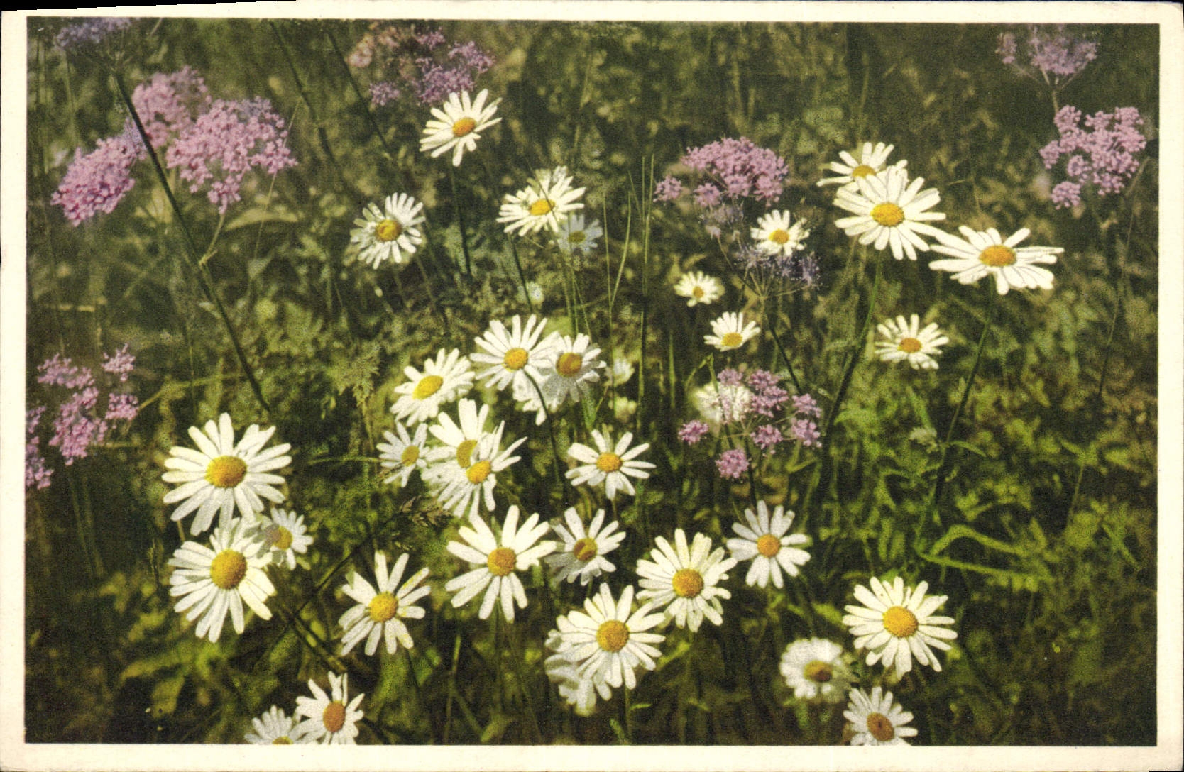 CPA Fantaisie Fleurs Margueriten Daisies