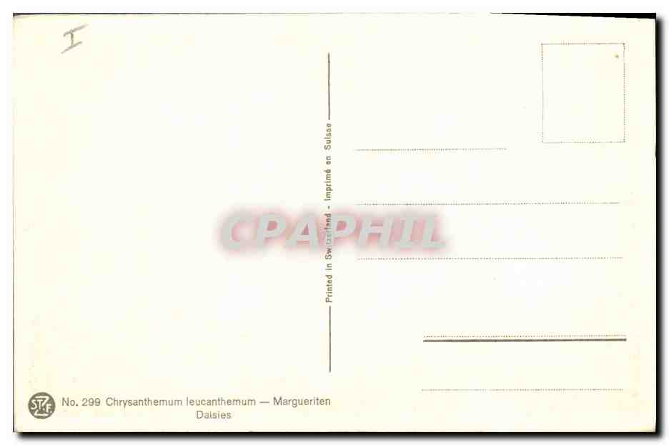 CPA Fantaisie Fleurs Margueriten Daisies — Verso