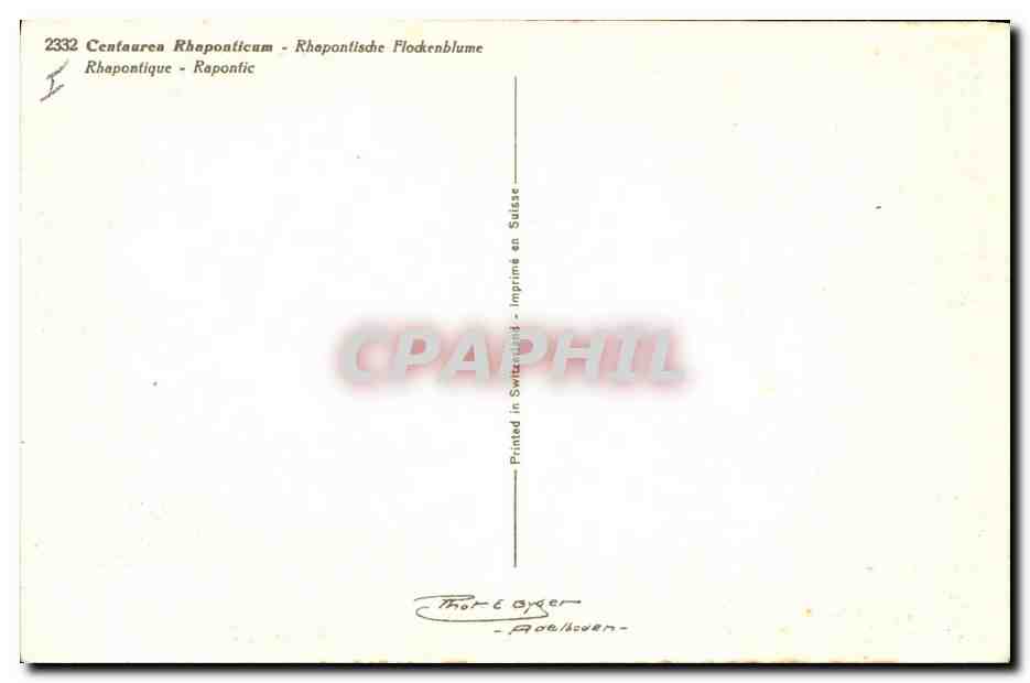 CPA Fantaisie Fleurs Rhapontique — Verso