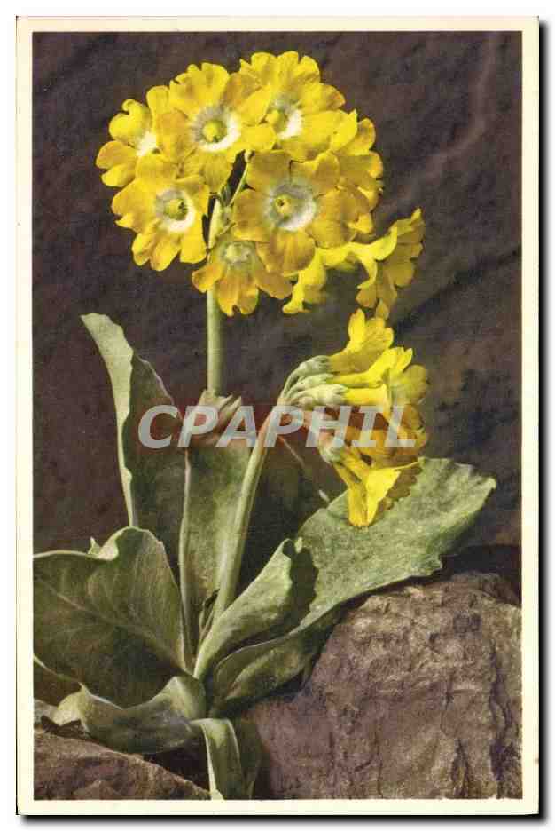CPA Fantaisie Fleurs Auricule des Alpes