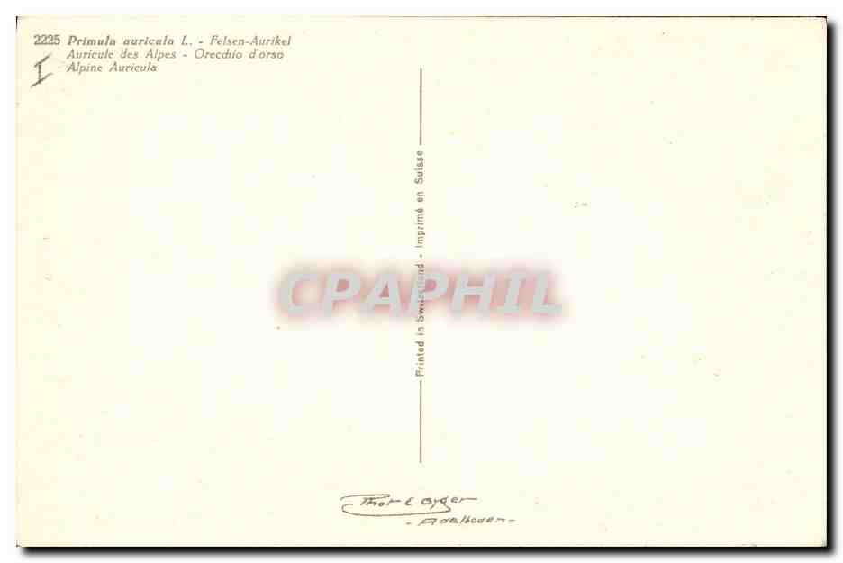 CPA Fantaisie Fleurs Auricule des Alpes — Verso