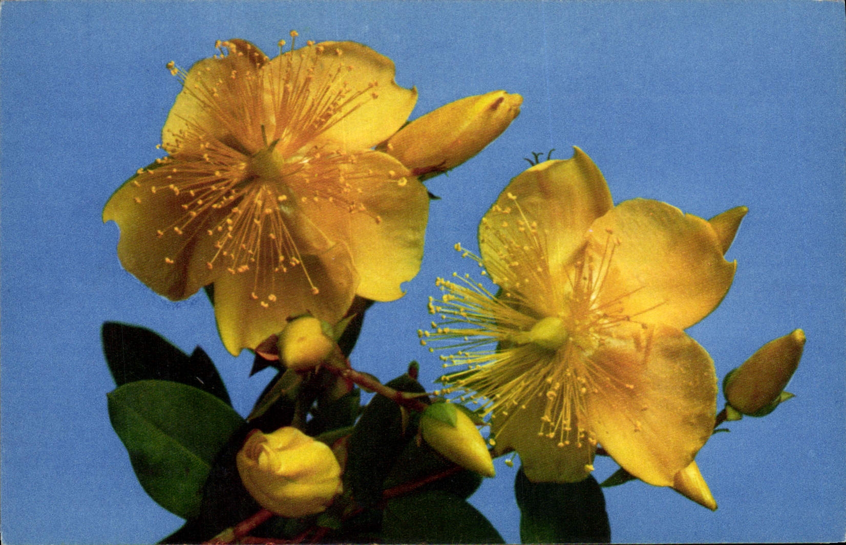 CPM Fantaisie Fleurs Millepertuis
