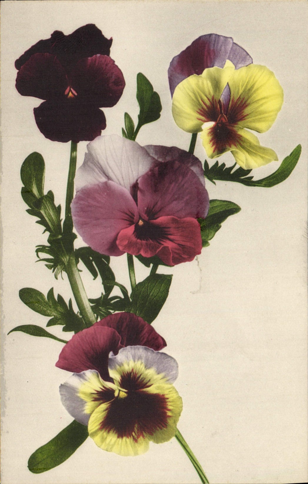 CPA Fantaisie Fleurs 