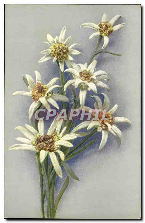 CPA Fantaisie Fleurs 