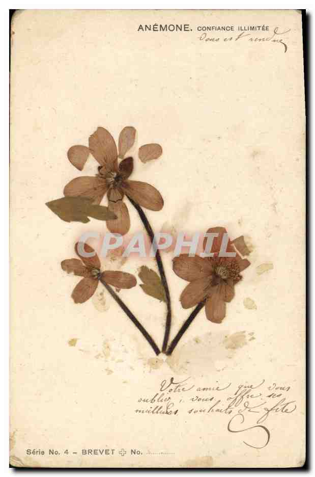 CPA Fleurs sechees Fantaisie Fleurs Anemone