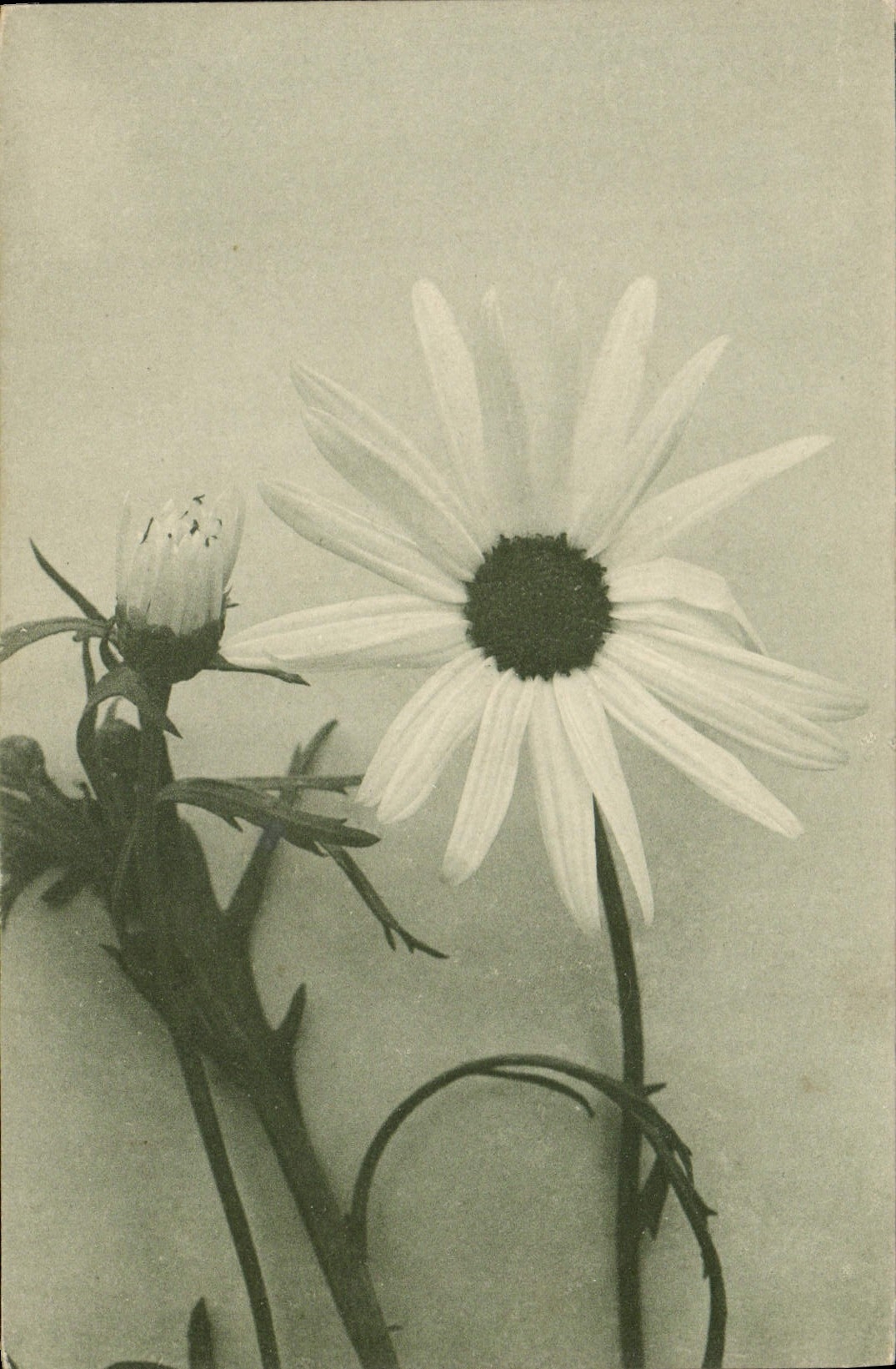 CPA Fantaisie Fleurs 