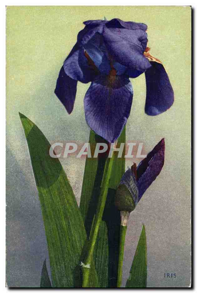 CPA Fantaisie Fleurs Iris
