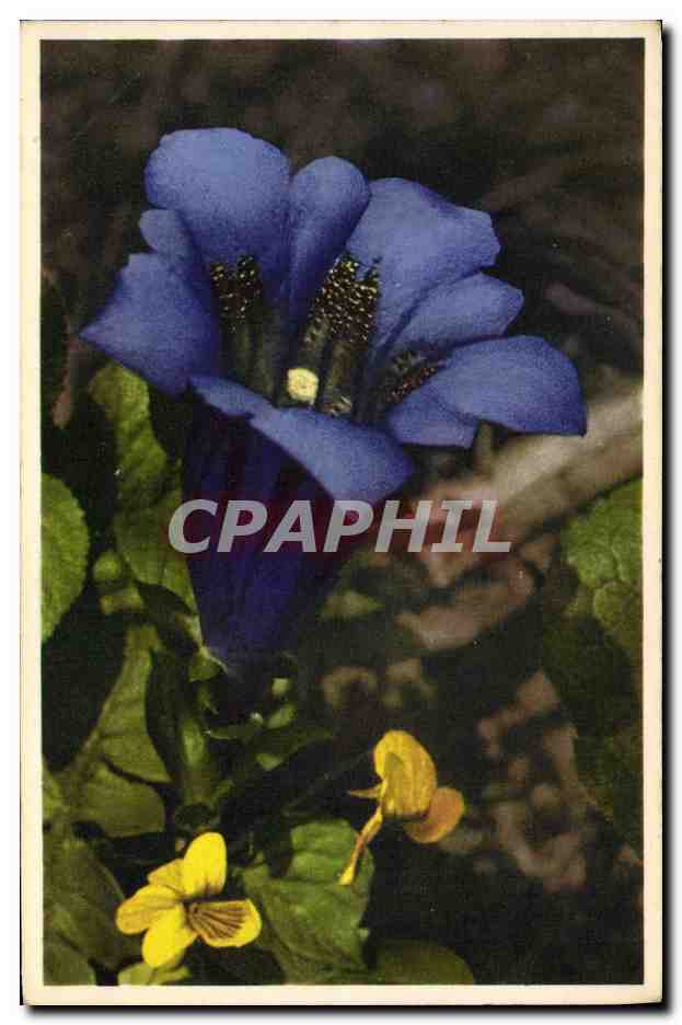 CPA Fantaisie Fleurs Gentiane de Koch 