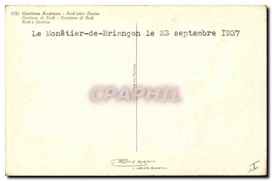 CPA Fantaisie Fleurs Gentiane de Koch  — Verso