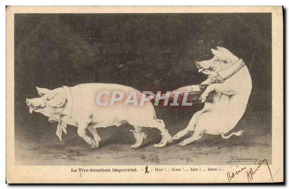 CPA Cochon Porc Le tire bouchon improvise 
