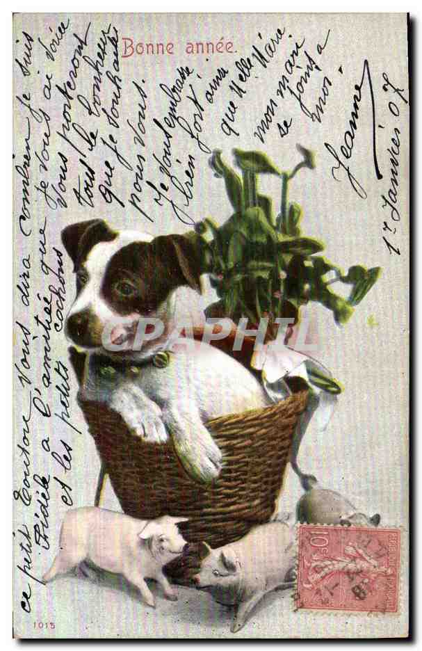 CPA Cochon Porc Chien Bonne annee 