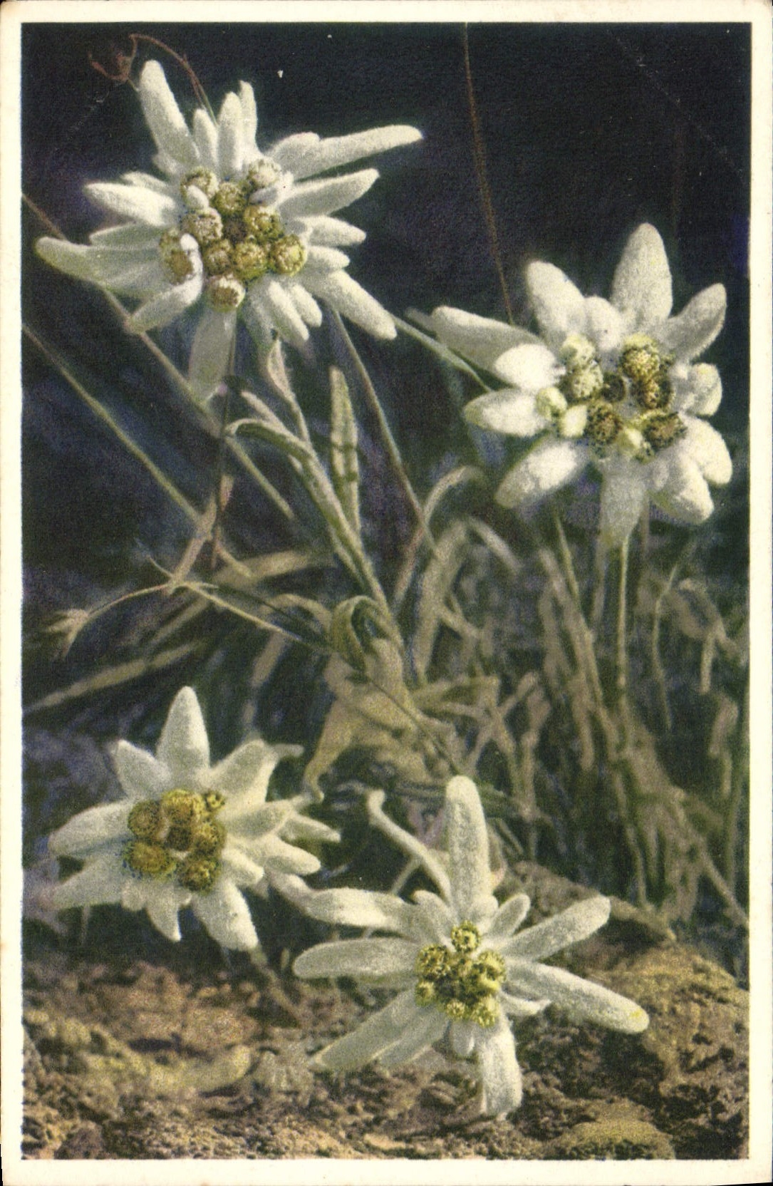 CPA Fantaisie Fleurs Edelweiss 