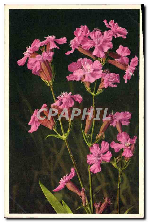 CPA Fantaisie Fleurs Lychnis Viscaria 