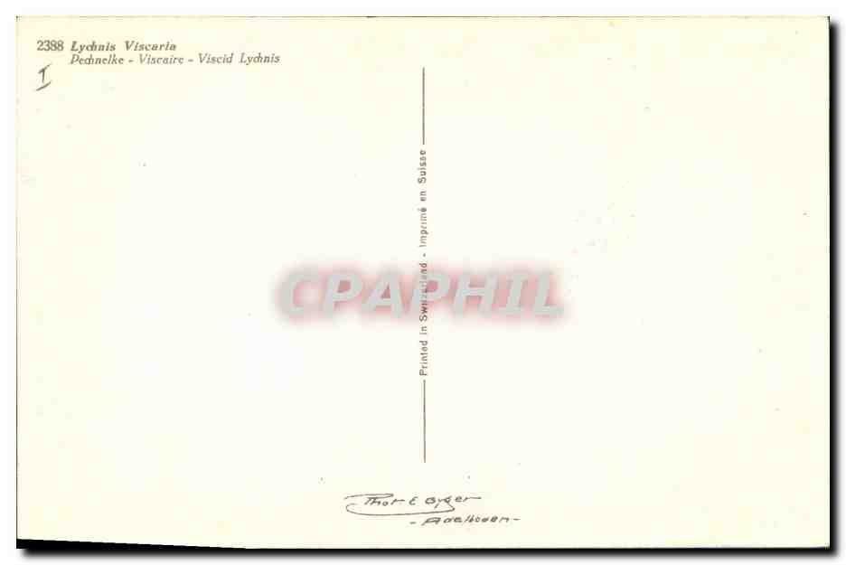 CPA Fantaisie Fleurs Lychnis Viscaria  — Verso