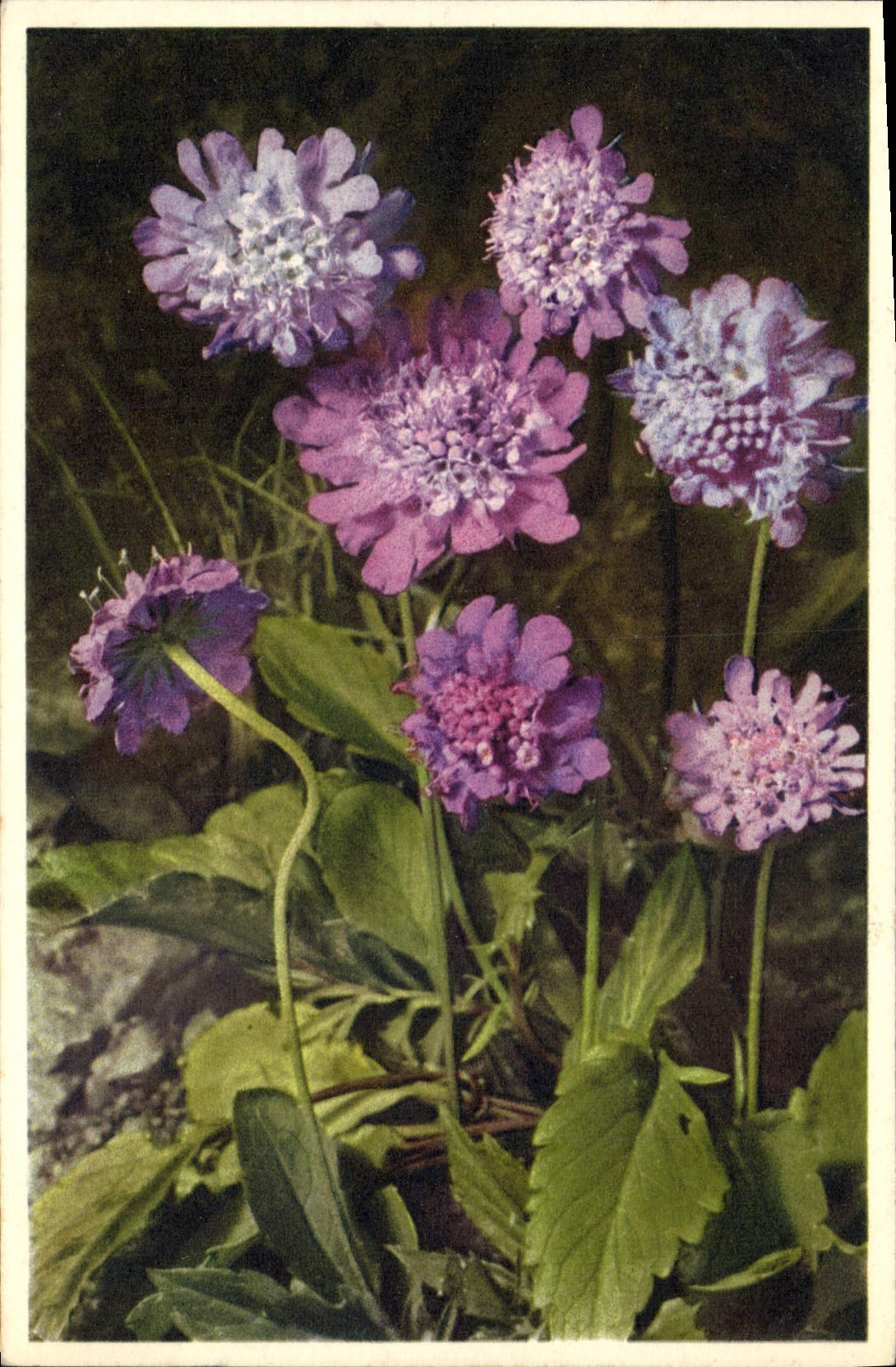 CPA Fantaisie Fleurs Alpine Scabious 