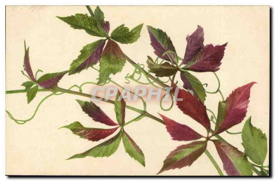 CPA Fantaisie Fleurs 