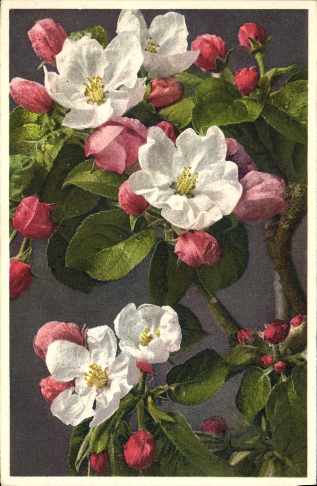 CPA Fantaisie Fleurs Pyrus Malus Fleurs de pommier 
