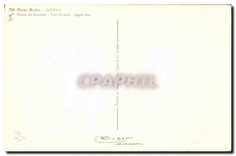 CPA Fantaisie Fleurs Pyrus Malus Fleurs de pommier  — Back
