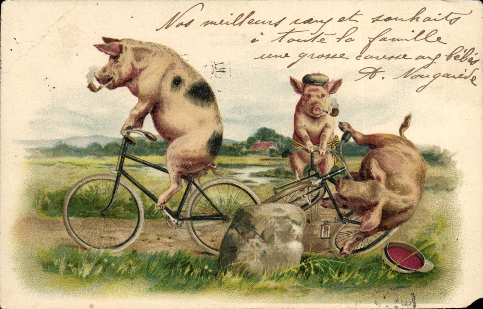 CPA Cochon Porc Velo Cycle 