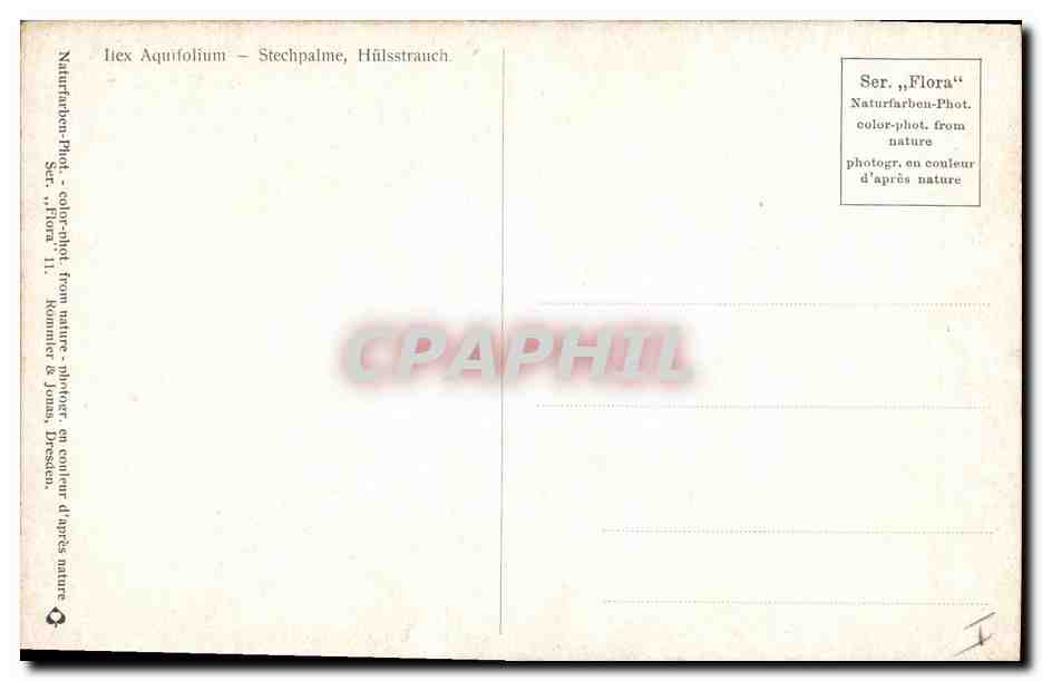 CPA Fantaisie Fleurs Houx  — Rückseite