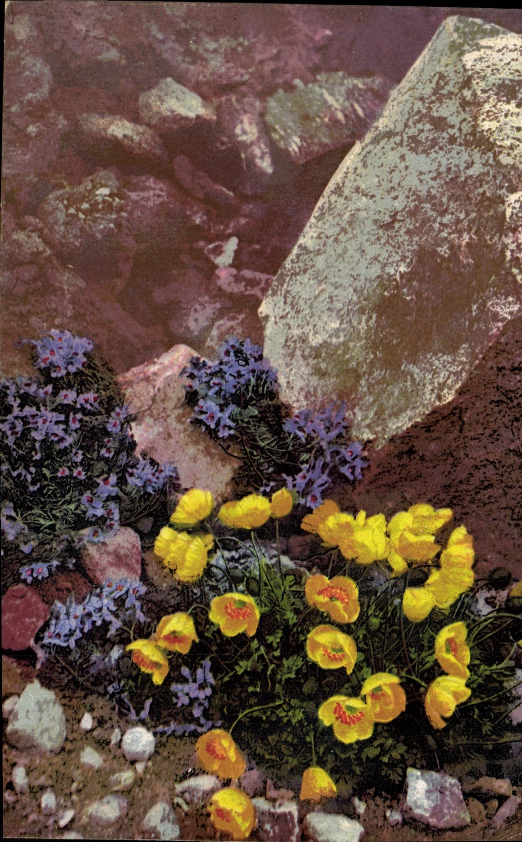CPA Fantaisie Fleurs Linaria alpina 