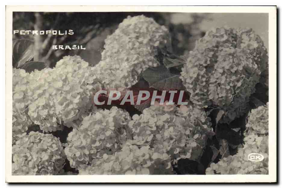 CPA Fantaisie Fleurs Petropolis Brasil 