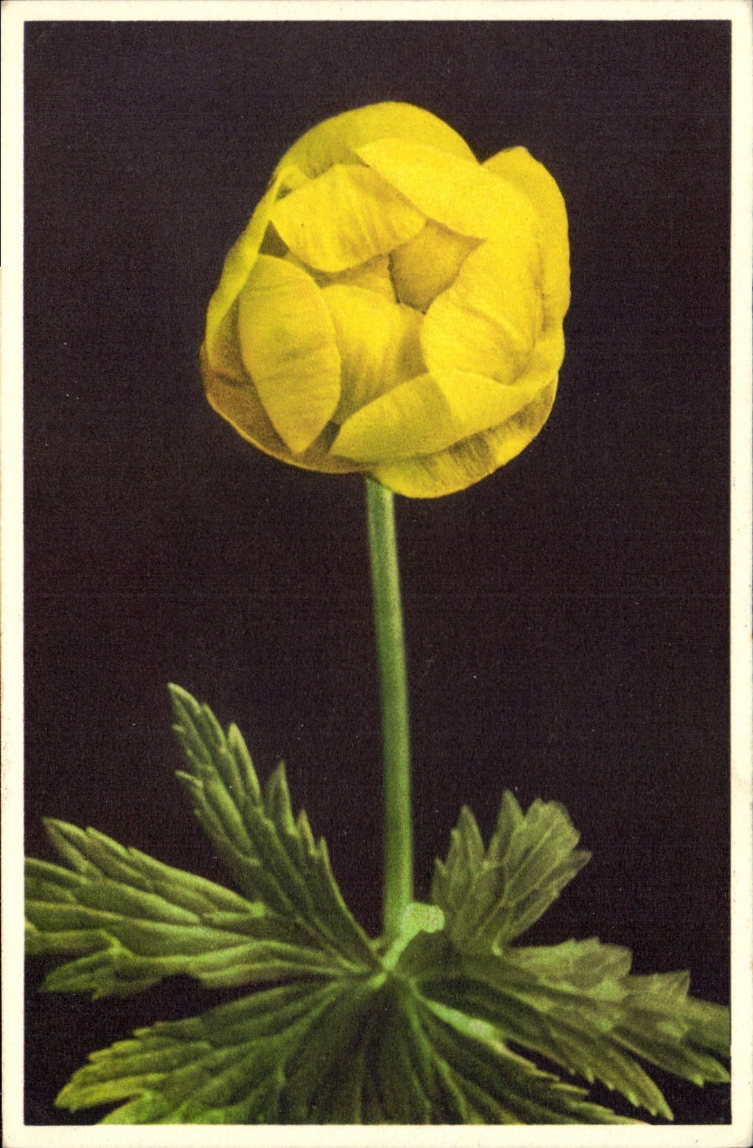 CPA Fantaisie Fleurs Trollius europaeus 