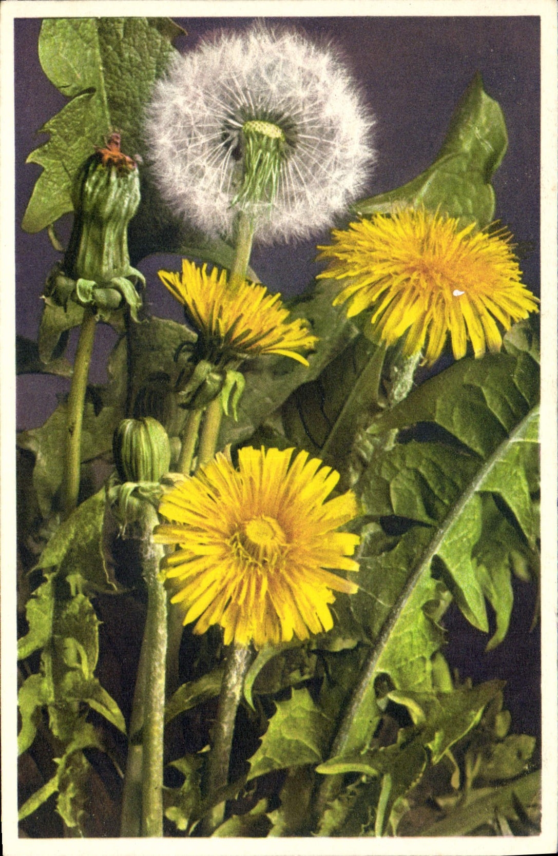 CPA Fantaisie Fleurs Dent de lion 