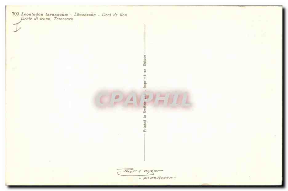 CPA Fantaisie Fleurs Dent de lion  — Verso