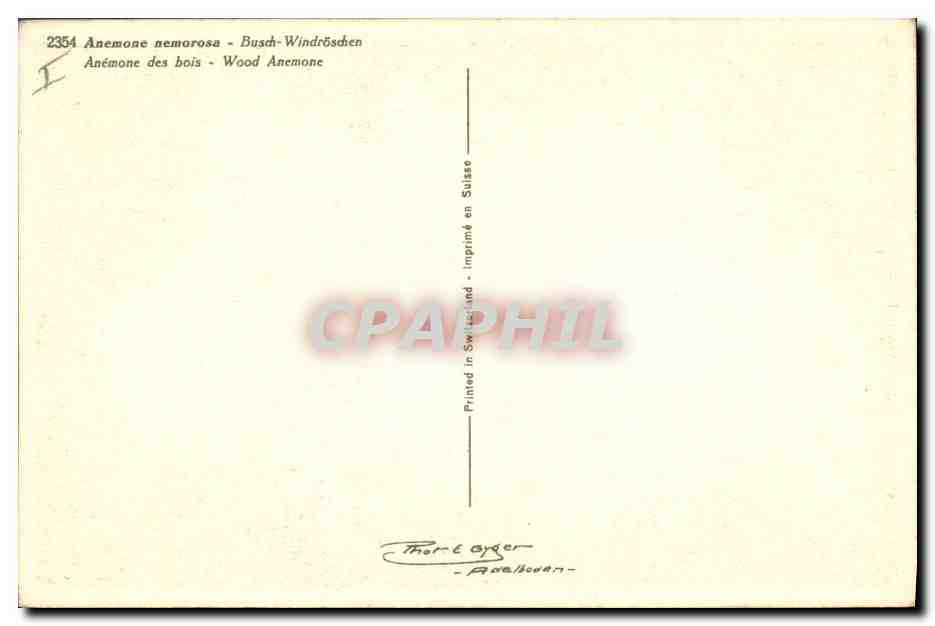 CPA Fantaisie Fleurs Anemone des bois  — Verso