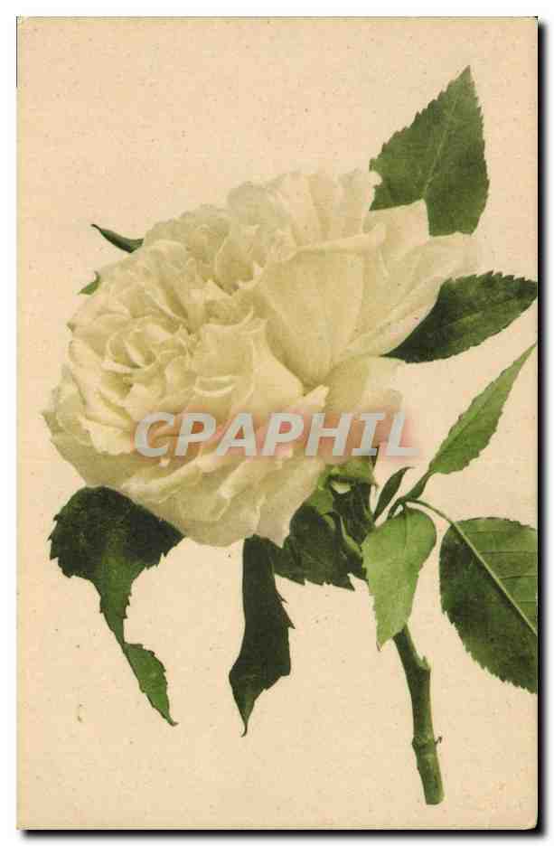 CPA Fantaisie Fleurs 